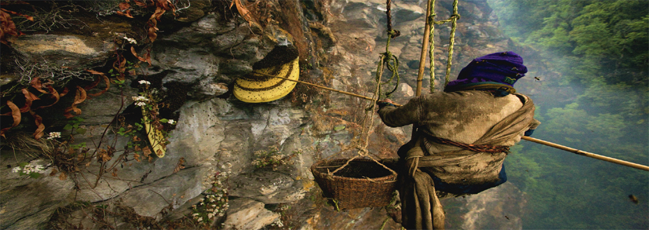 Honey Hunting